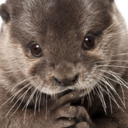 Image: small otter